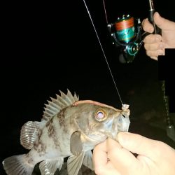 メバルはそろそろ終盤?